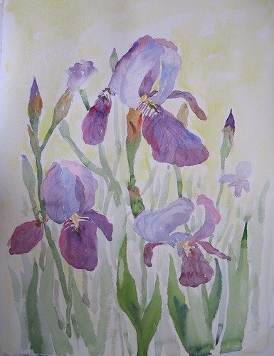 56 Irises by luv2draw