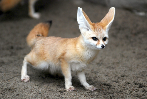 Fennec fox by floridapfe