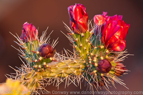 Cholla Blooms-2 by Dan W Conway