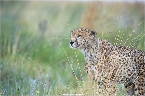 Cheetah by sachinvijayan