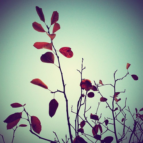Autumn by scoodog / digging iPhoneography