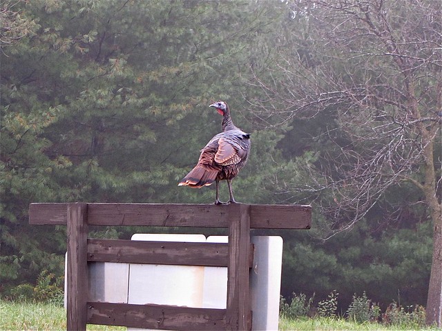 Wild Turkey at Evergreen Lake in McLean County, IL 01