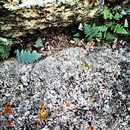 Tiny delicate ferns, little lichens.
