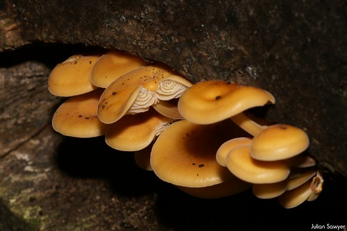 Fungus Amongus by julian sawyer - Purbeck Footprints