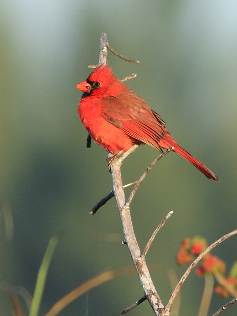 Northern Cardinal 20121125