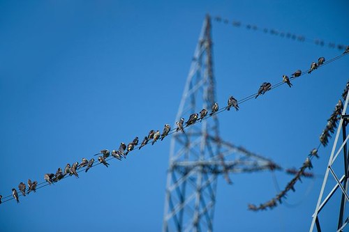03-migrating-amurs-falcons-on-wires_61196_600x450