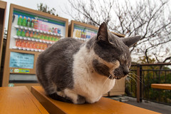 Cat from Kamakura, Kanagawa Prefecture, Japan