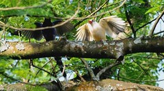 〈三峽藍鵲的美麗與哀愁〉拍攝到罕見的白色台灣藍鵲，默默記錄三年不敢發表。謝基煌、謝乙廷、周嘉垣、林政豐攝影。