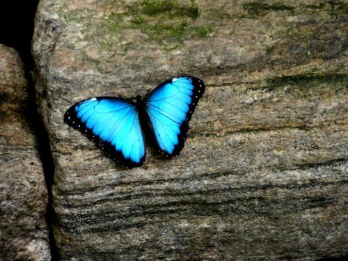 turquoise-butterfly