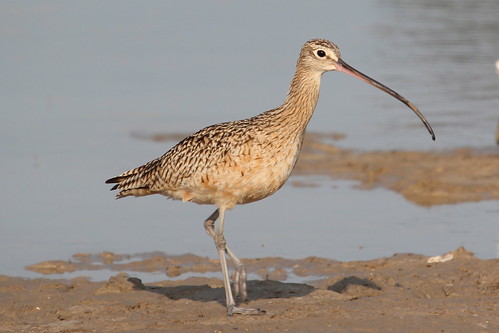 Long-billed Curlew by ricmcarthur