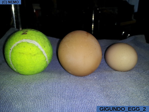 gigundo_egg_2