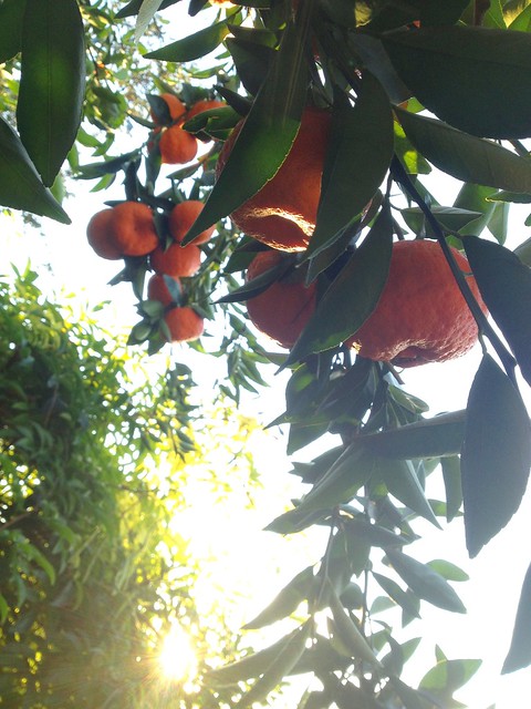 Tangerine Tree