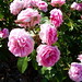 Rosas rosas | Pink roses