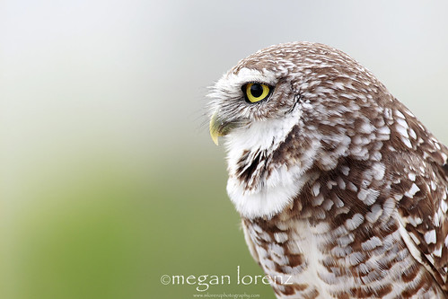 Owl by Megan Lorenz