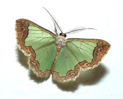 Geometrid moth (Zamarada sp.)