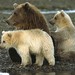 Bears in Katmai National Park, Alaska