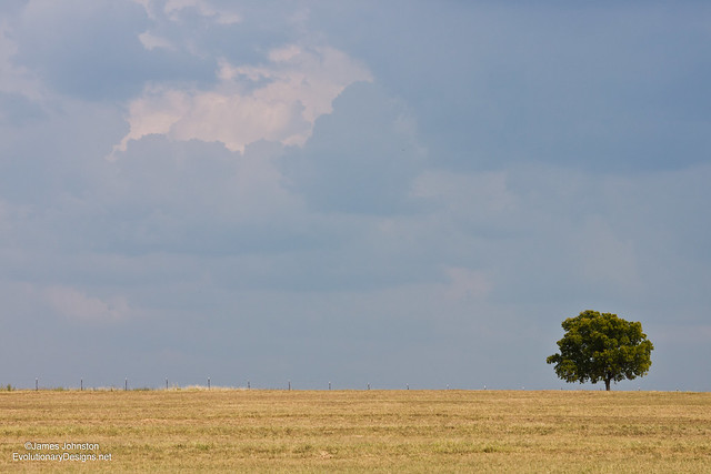 A Lone Tree in a Field