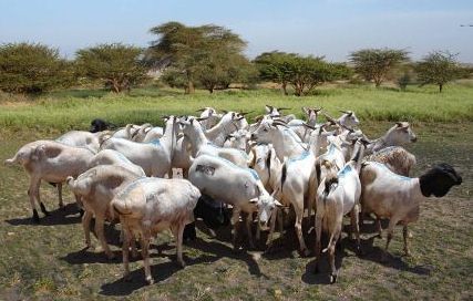 Batch of Somali goats