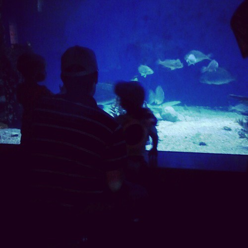 Somebody loves the aquarium!
