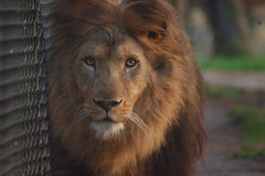 Safaripark: katachtigen (leeuwen)