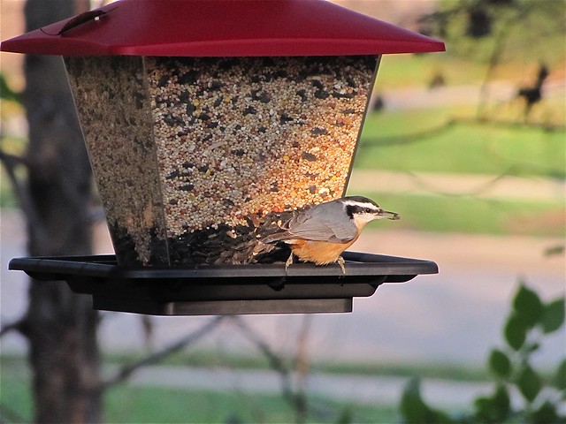 Red-breasted Nuthatch in Normal, IL 06