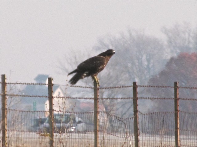 Dark Red-tailed Hawk in McLean County, IL