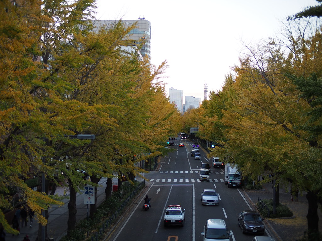 Yamashita Park Street | Yellow Leaf