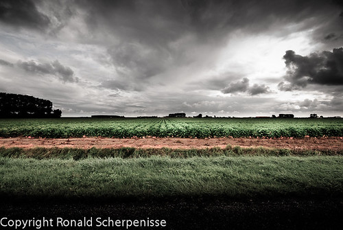 Spruitjes in Zeeland by Ronald Scherpenisse