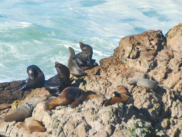 sea lions_0262