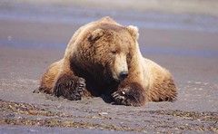 Bears Canada/Alaska, China & India 2012-2018