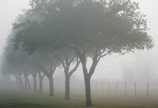 Foggy
Treeline