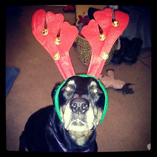 Lola's turn with the #antlers  #dogs #dobermanmix #Christmas #dogstagram #adoptdontshop #rescue #love