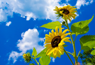 Photo:Stretching Sunflowers By:Neil Cornwall