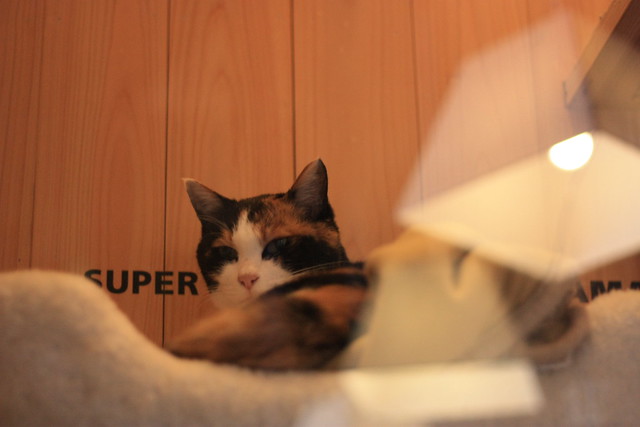 SUPER貓