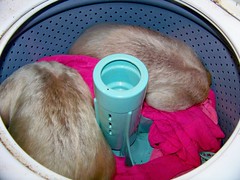 Pua & Aurora sleeping in the washer
