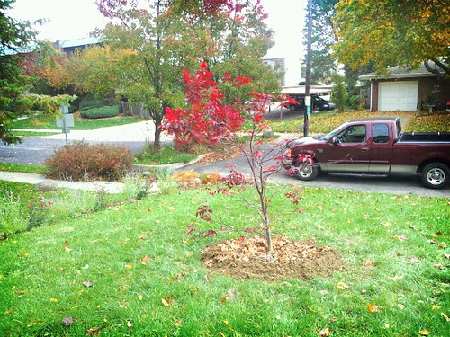 My new Japanese maple.... by tridoc927