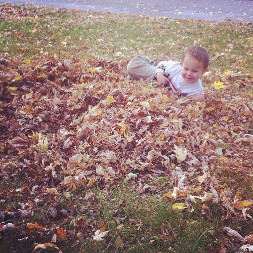 Discovering leaves.