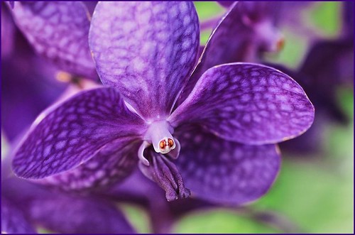 Purple orchid by T.takako