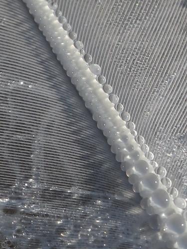 Swan Feather Droplets