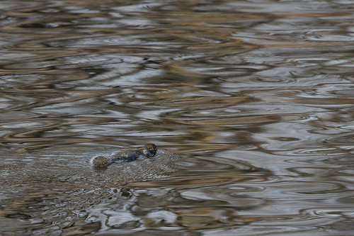 Swimming Squirrel_46892.jpg