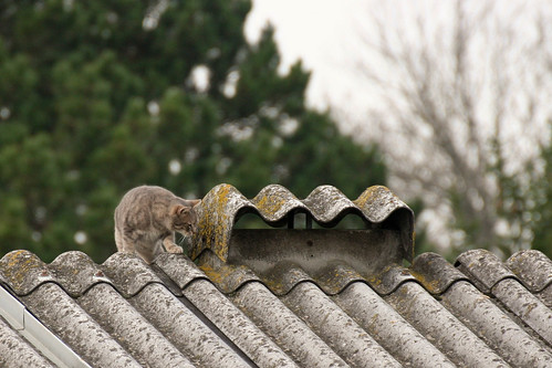 cat on the roof - KW46