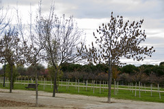 Parque Juan Carlos I - I