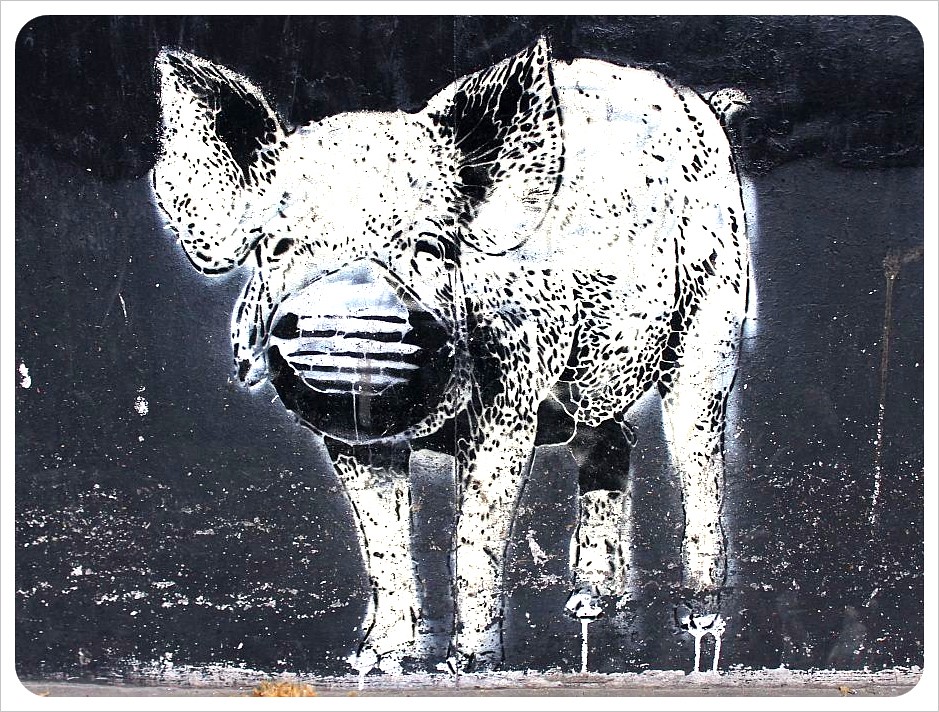buenos aires street art pig