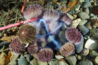Sea urchins feeding on Cross jellyfish