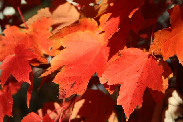 The Red Maple Putting On A Fiery Show