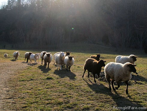 Sheep vs beagle (2) - FarmgirlFare.com