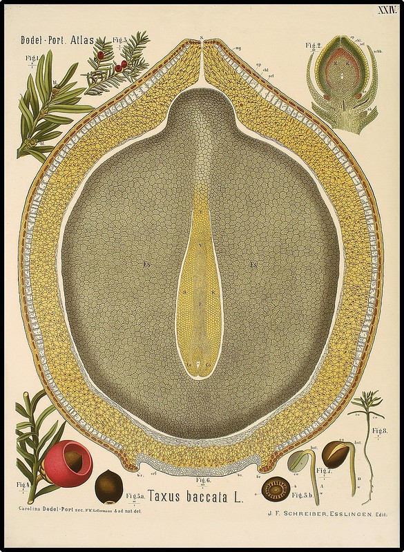 Taxus species anatomy illustration (via europeana)