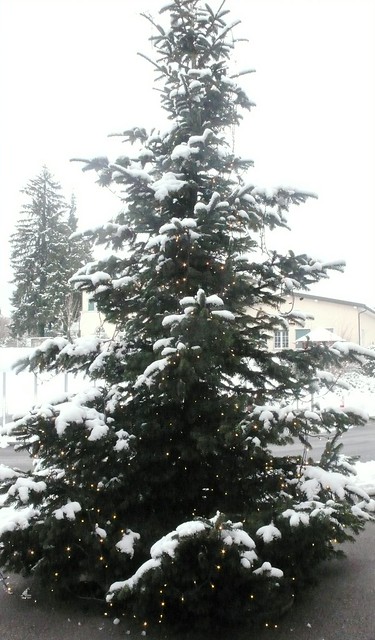 Christmas Tree outside Migros Langendorf 2