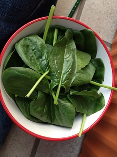 First spinach harvest