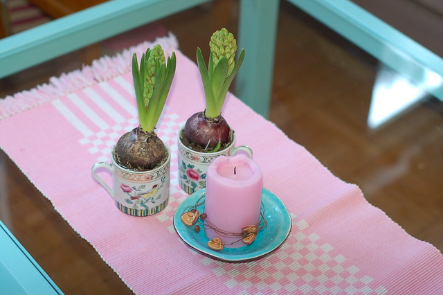 Hyacinth bulbs in coffee mugs